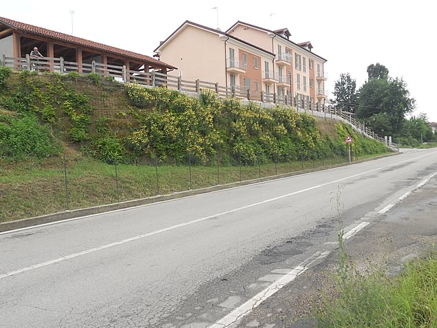 Terra rinforzata a sostegno di rampa stradale rinverdita con arbusti rampicanti con barriera alla sommità in S. Damiano d'Asti (CN).
